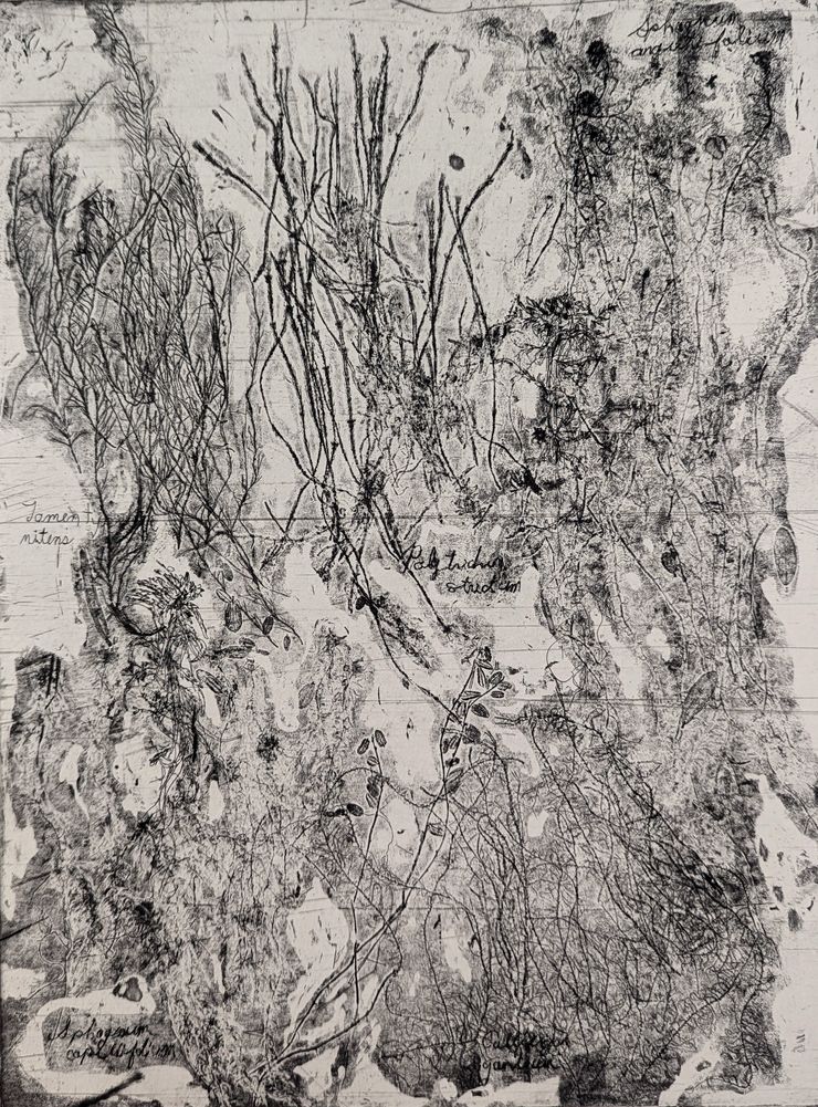 <b>Impressions from the Fen, 9x12”, 2024, Etching, Ink on Paper, 2024</b></br>By pressing plants onto a copper plate prepared with soft ground and running it through the etching press, I created etched impressions of fragile bryophyte specimens. The species names—<em>Tomentypnum nitens, Polytrichum strictum, Sphagnum angustifolium, Sphagnum capillifolium,</em> and <em>Calliergon giganteum</em>—are etched into the plate. Additional line drawings of <em>Sphagnum</em> capitula were added in a second etching round with hard ground, along with aquatint tones. 